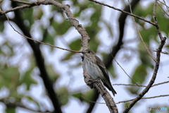 日々探鳥 もうエゾビタキ