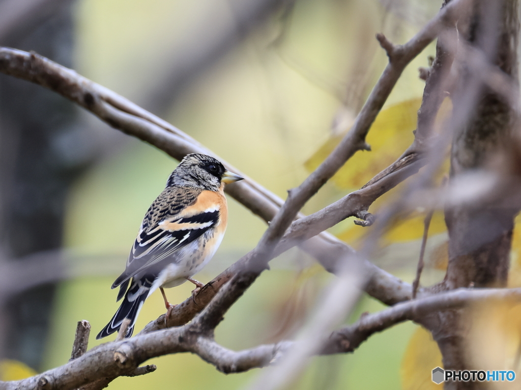 日々探鳥 強面の雄アトリ