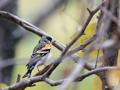 日々探鳥 強面の雄アトリ