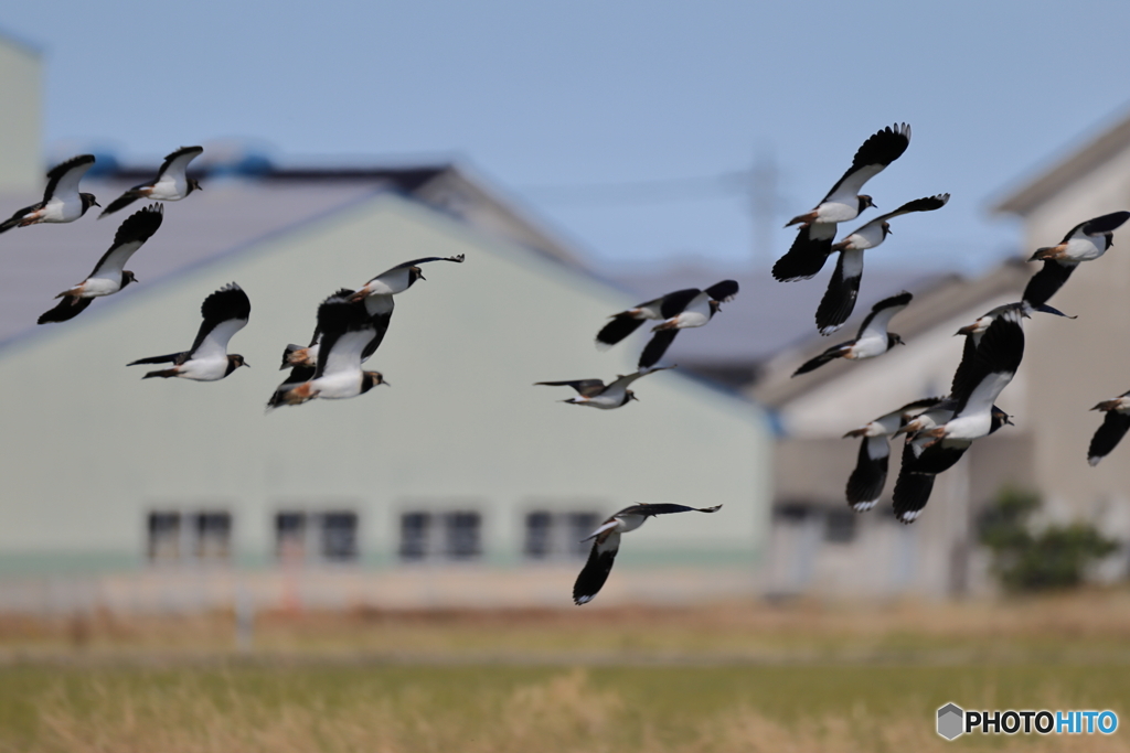 タゲリ百選 安全確認よし！