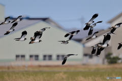 タゲリ百選 安全確認よし！