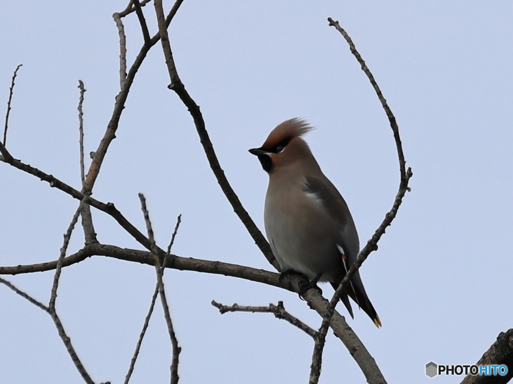 日々探鳥 今季初の黄連雀