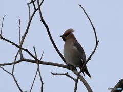 日々探鳥 今季初の黄連雀