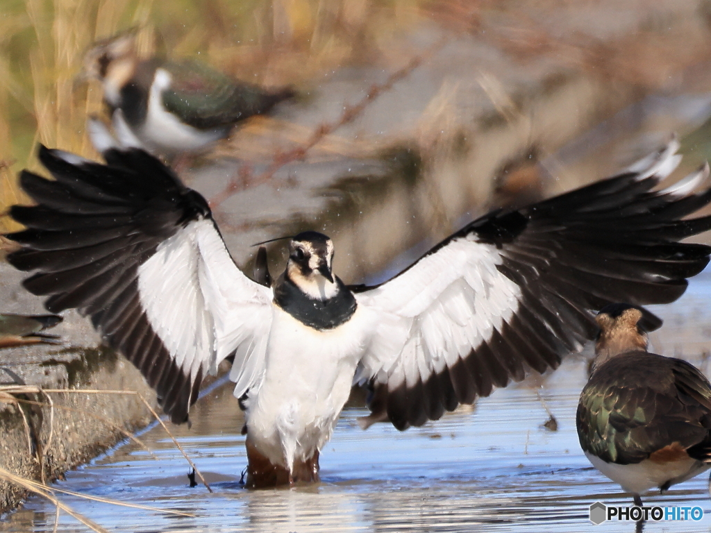 タゲリ百選 これでどうだ！！