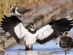 タゲリ百選 これでどうだ！！