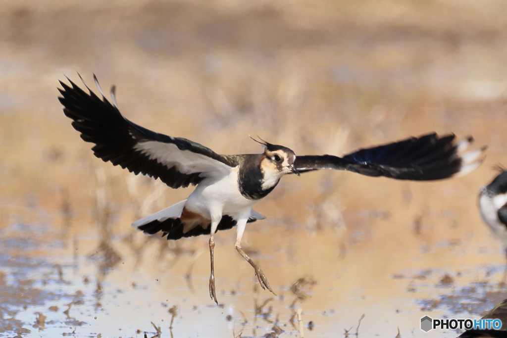 タゲリ百選 綺麗な翼でしょ前姿