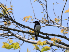 日々探鳥 オオルリ♂⑥