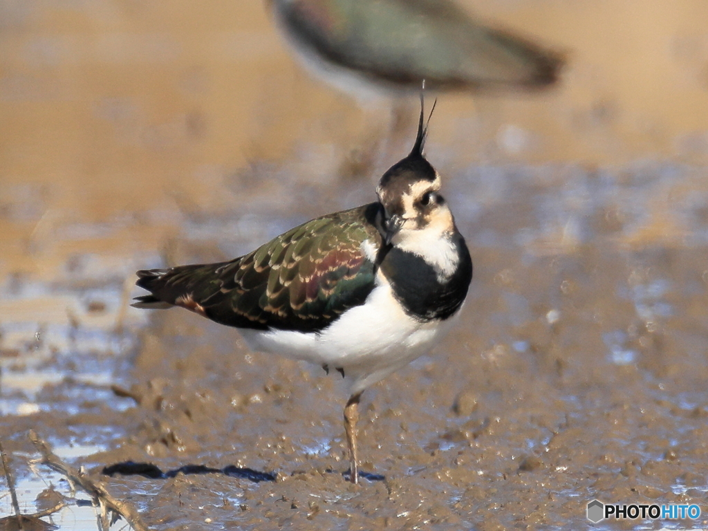タゲリ百選 凛々しい一本足