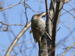 日々探鳥 日向ぼっこのアオゲラ♀③