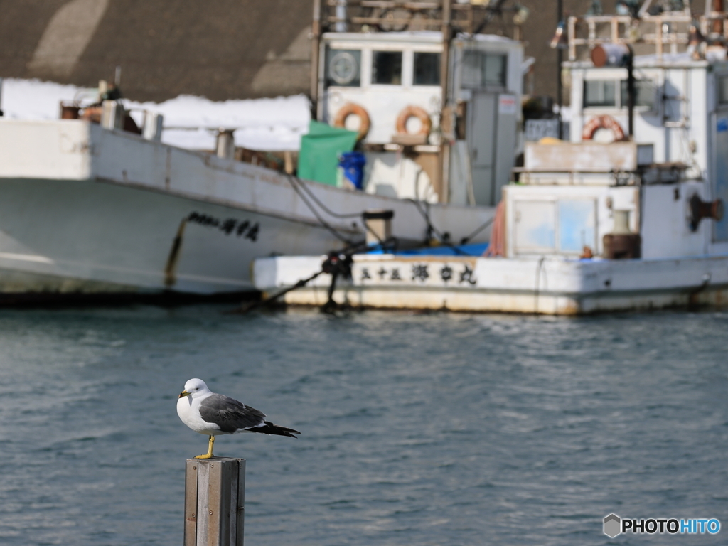 日々探鳥 鳥を探して海へ
