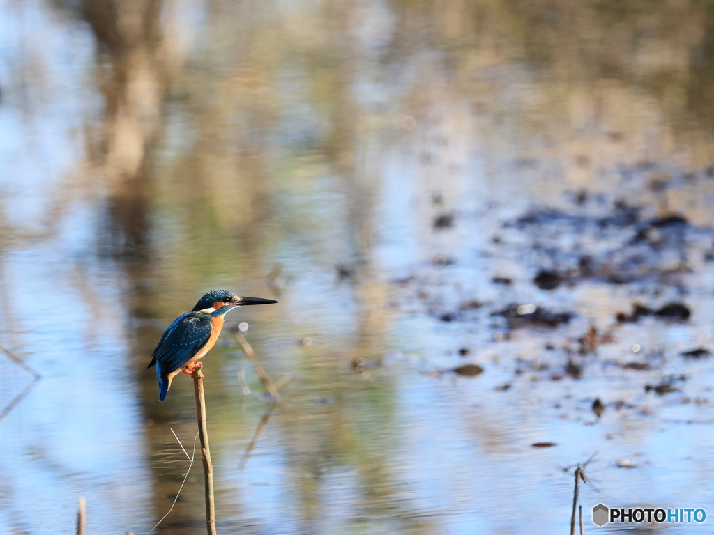 今日のカワセミ  カッコ良いね！