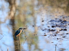 今日のカワセミ  カッコ良いね！
