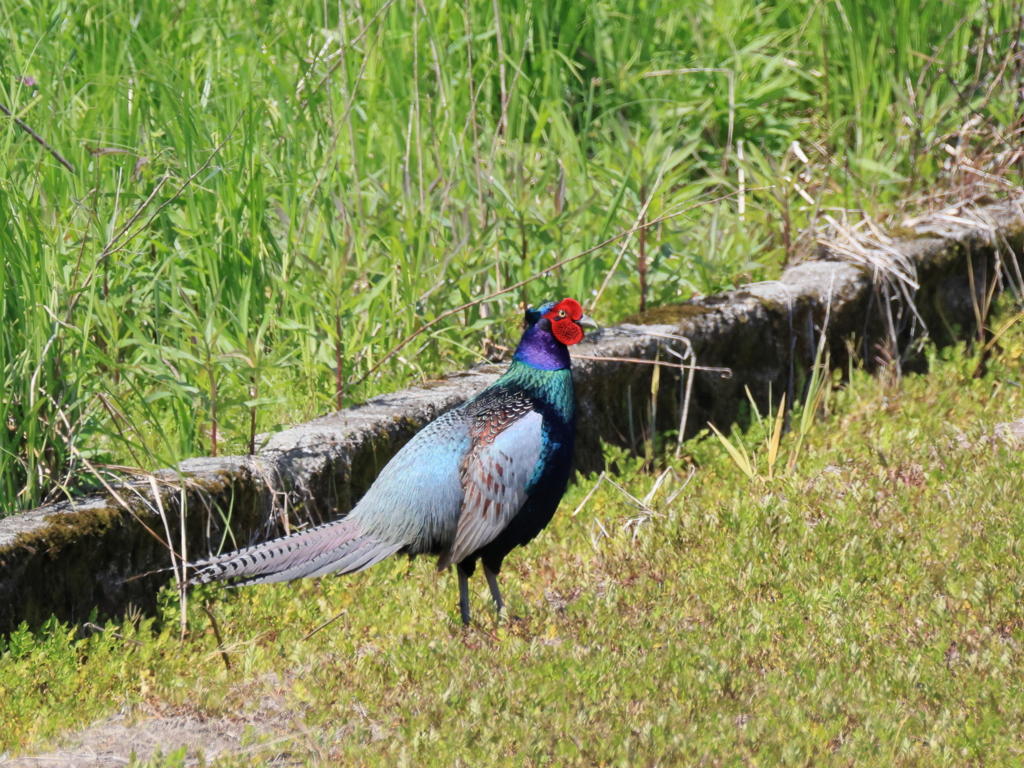 日々探鳥 春だねキジのさえずり