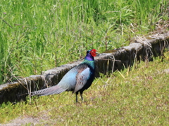 日々探鳥 春だねキジのさえずり