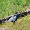 日々探鳥 春だねキジのさえずり