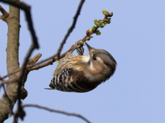 日々探鳥 新芽を啄むコゲラ②