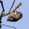 日々探鳥 新芽を啄むコゲラ②