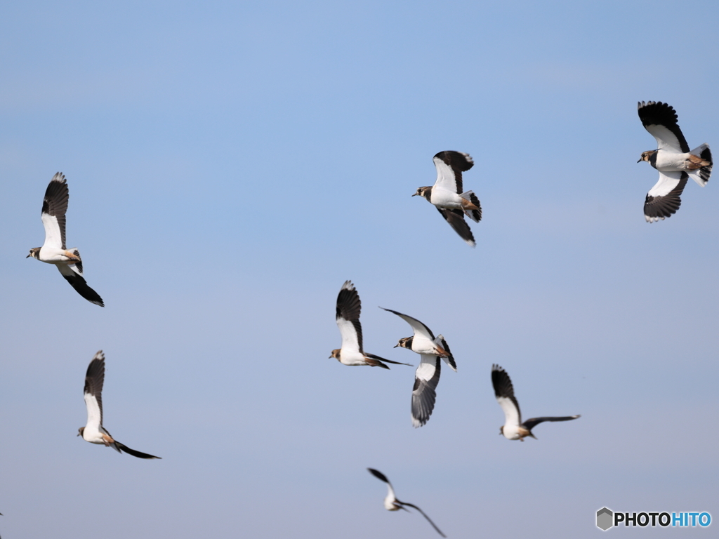 タゲリ百選 旋回