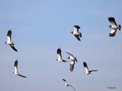 タゲリ百選 旋回