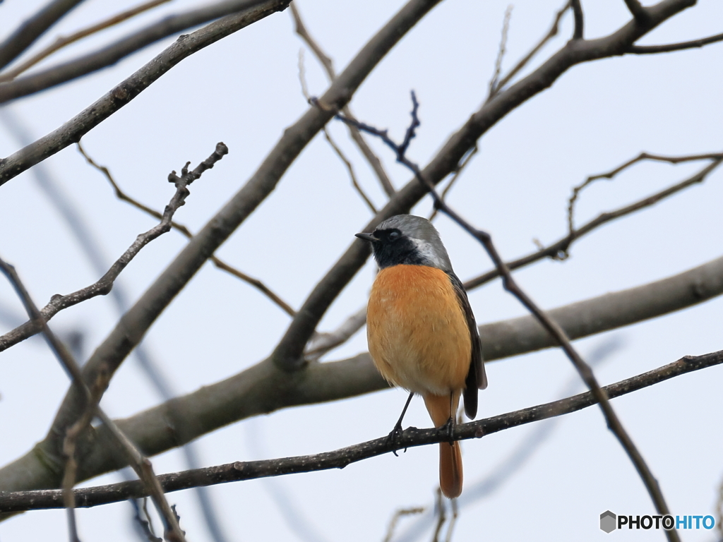 日々探鳥 久しぶりジョビオ