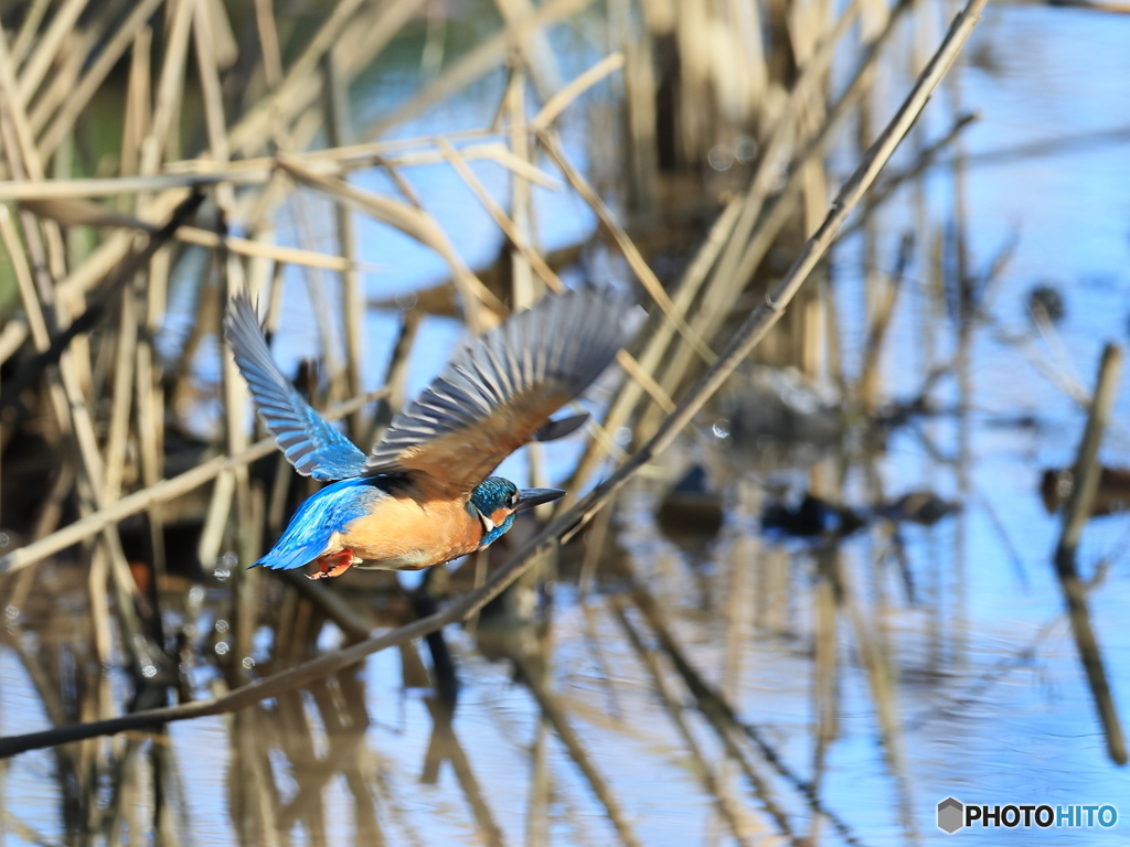 今日のカワセミ 追っかけてみた