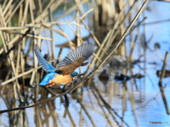今日のカワセミ 追っかけてみた