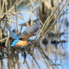 今日のカワセミ 追っかけてみた