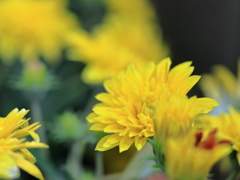 庭の花 黄色いガザニア