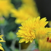 庭の花 黄色いガザニア