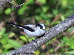 日々探鳥 ほんわかエナガ