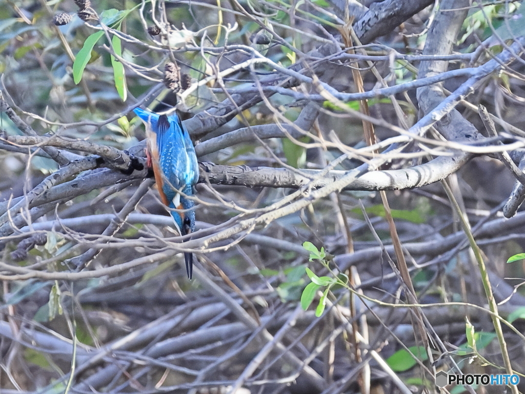 今日のカワセミ いざ、突撃！！