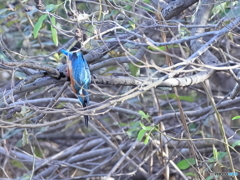 今日のカワセミ いざ、突撃！！