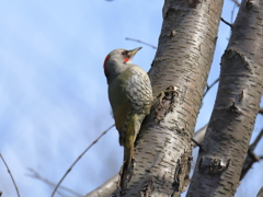 日々探鳥 日向ぼっこのアオゲラ♀①