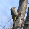 日々探鳥 日向ぼっこのアオゲラ♀①