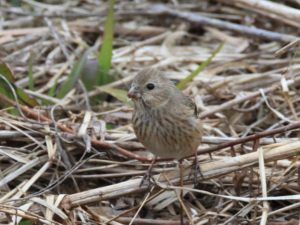 日々探鳥 さようならベニマシコ♀