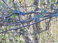 今日のカワセミ いざ、出陣！