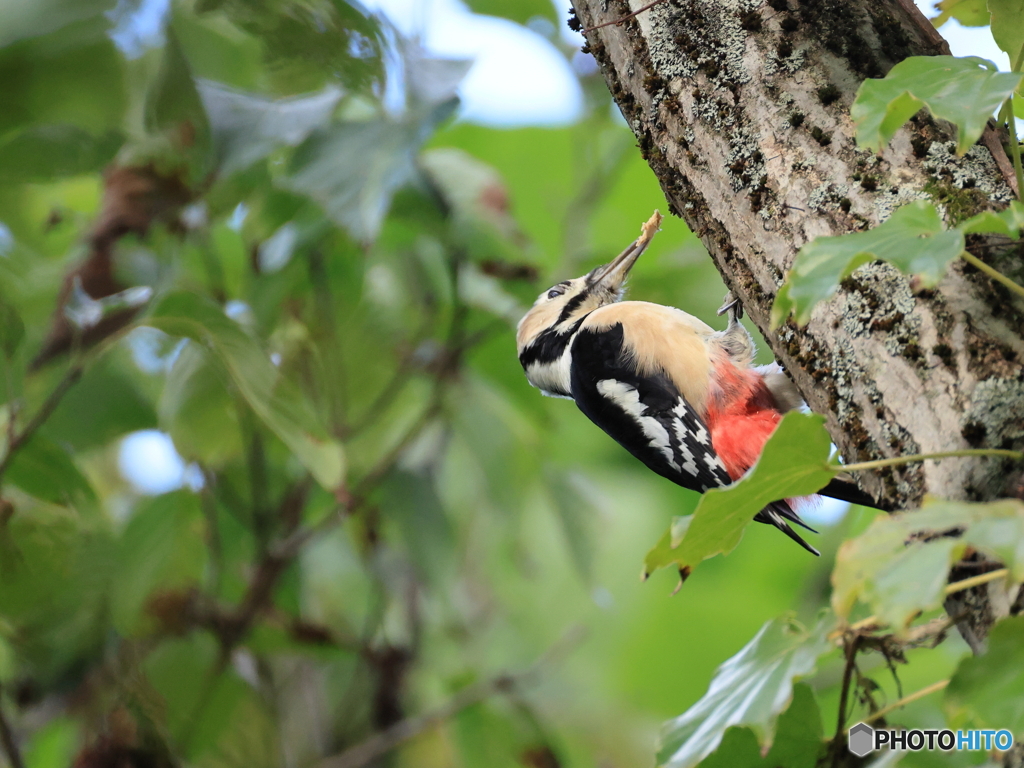 日々探鳥 アカゲラのおl仕事③