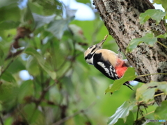 日々探鳥 アカゲラのおl仕事③