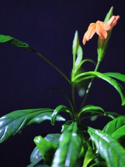 庭の花 クロサンドラ