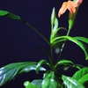 庭の花 クロサンドラ