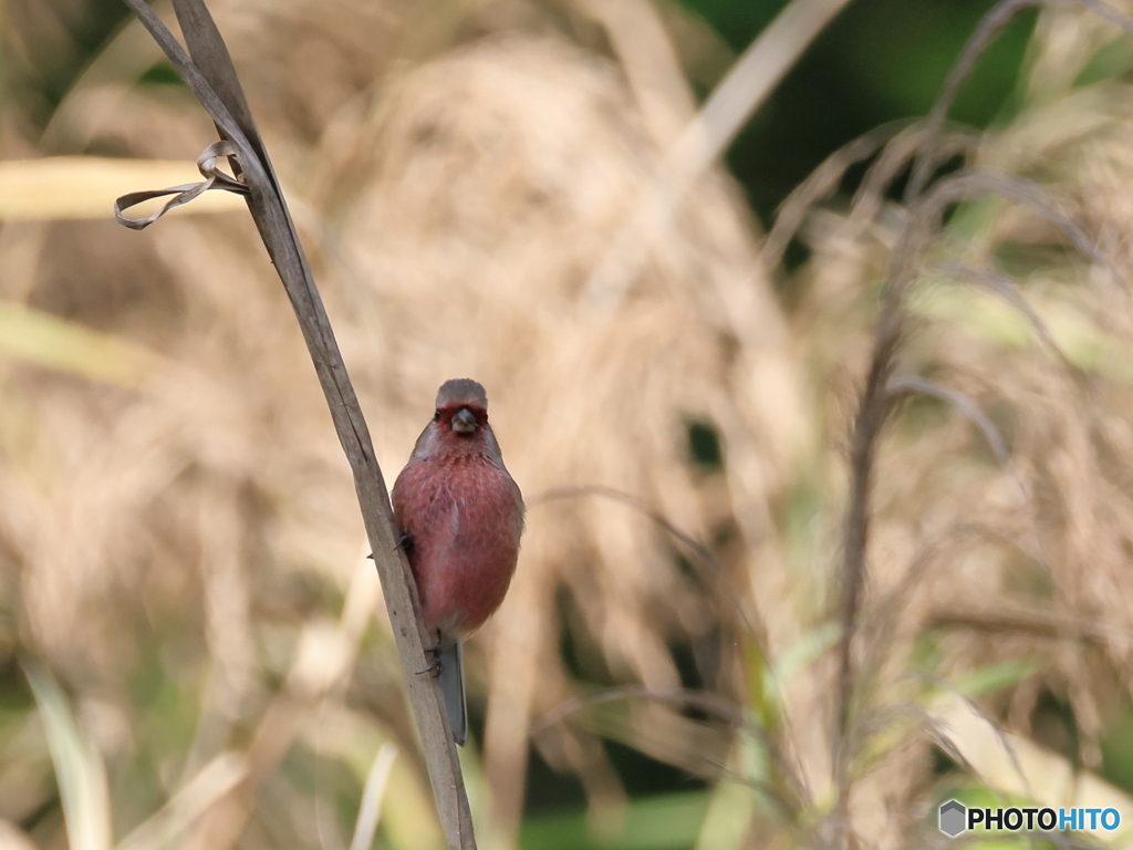 日々探鳥 初ベニマシコ１０選 目が合ったね