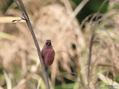 日々探鳥 初ベニマシコ１０選 目が合ったね