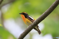 さえずりも素敵