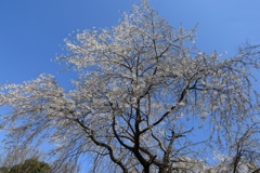 清楚なしだれ桜