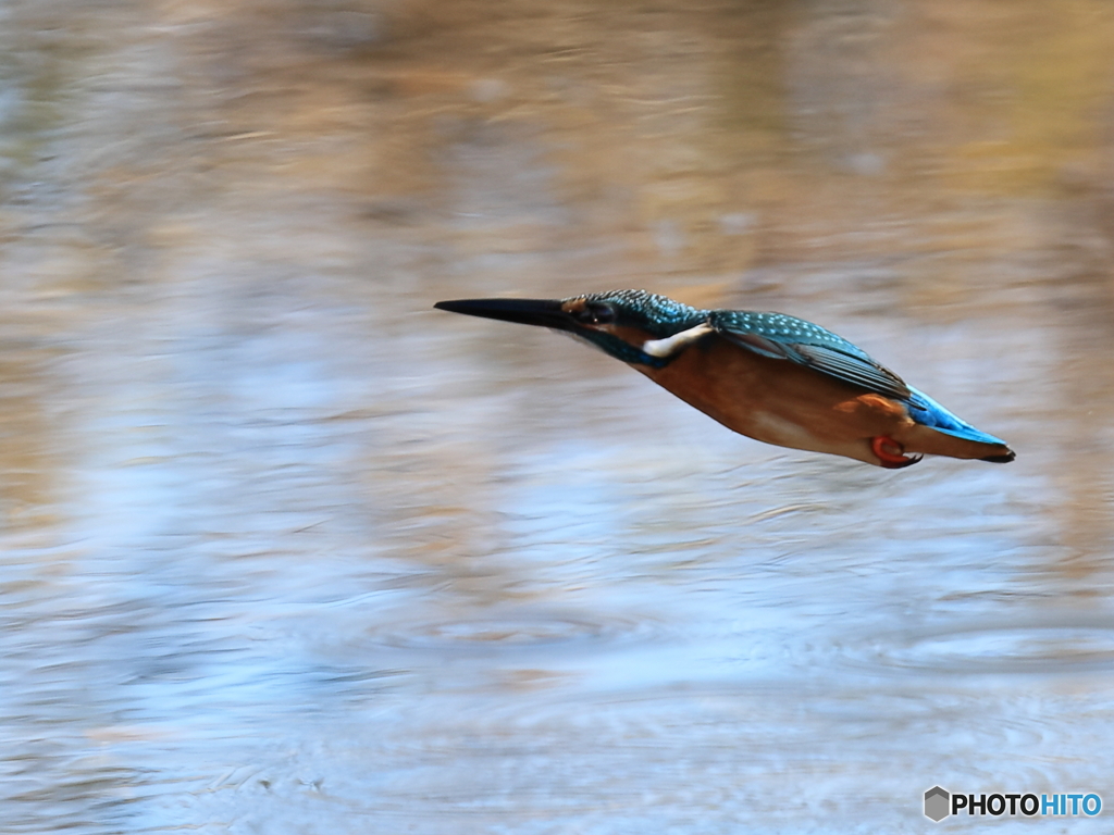 今日のカワセミ 弾丸フライ