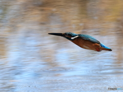 今日のカワセミ 弾丸フライ