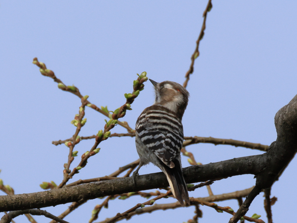 日々探鳥 赤い羽根が後頭に④