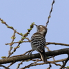 日々探鳥 赤い羽根が後頭に④
