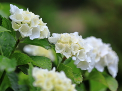庭の花 白いアジサイ