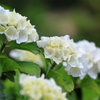 庭の花 白いアジサイ
